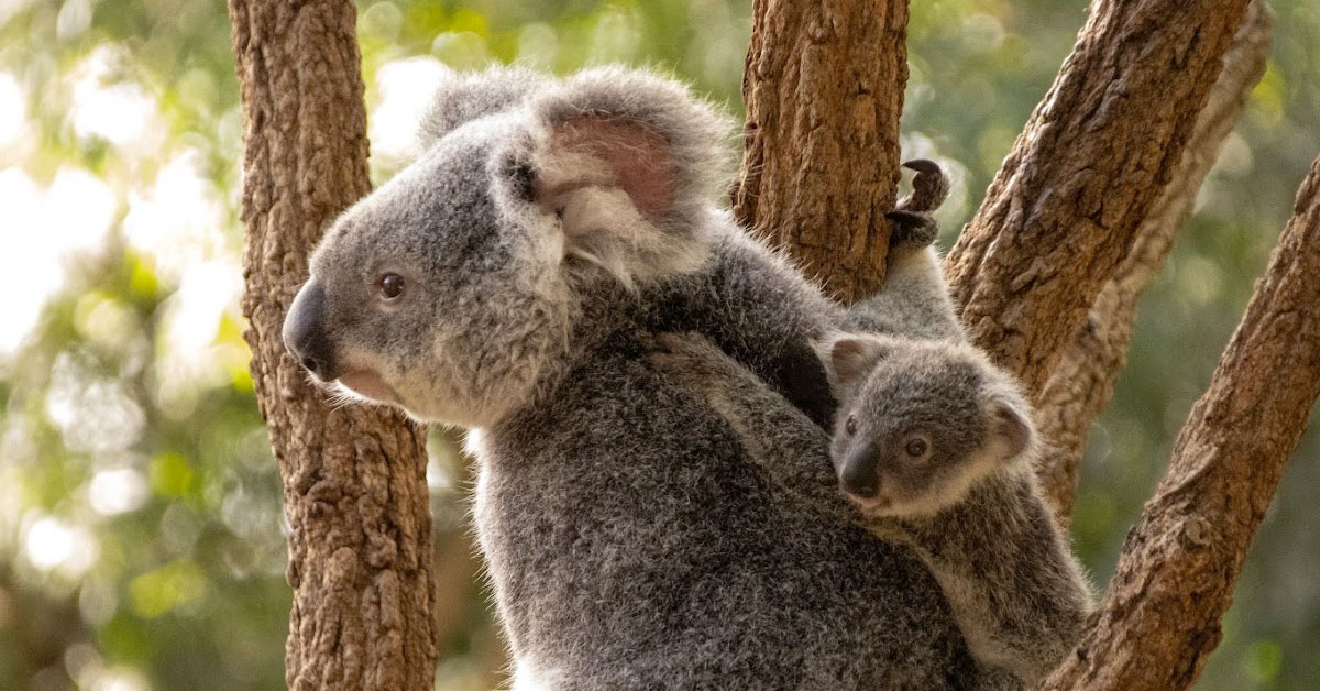 A photo of koalas in a tree at the Lone Pine Koala Sanctuary. A baby koala hangs on to their parent's back.